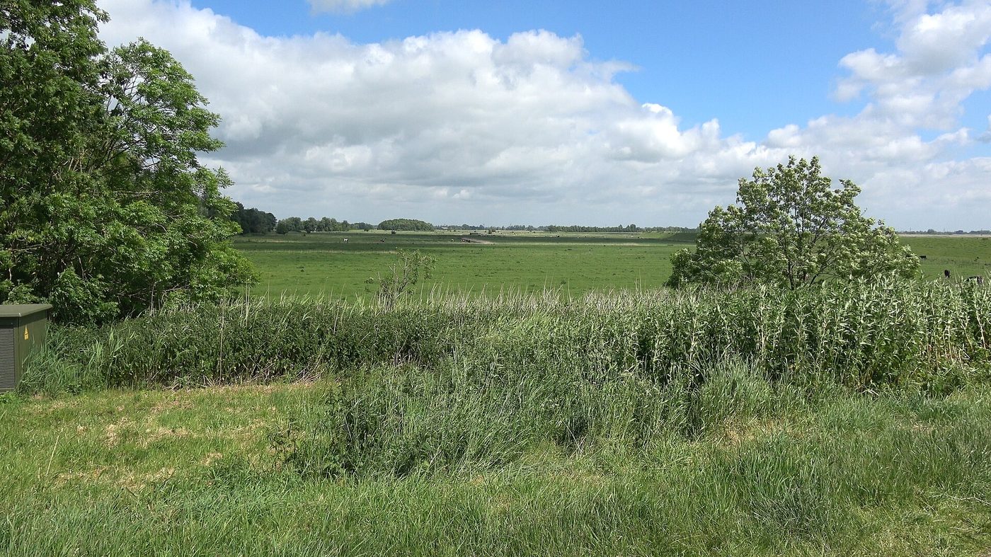 Weite Niederung an der Untereider mit Schilf und Weiden